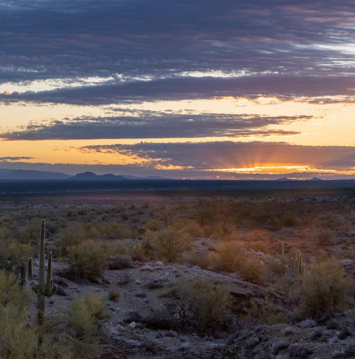 Cactus Sunrays | Shutterbug